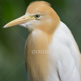 by Soh Teck Swee - Animals Birds
