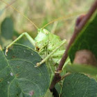 Great Green Bush-Cricket