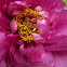 Peony