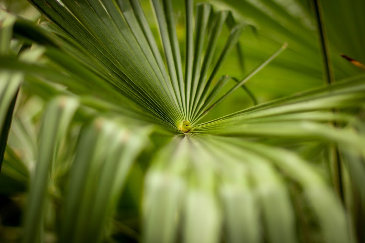 Hemp Palm