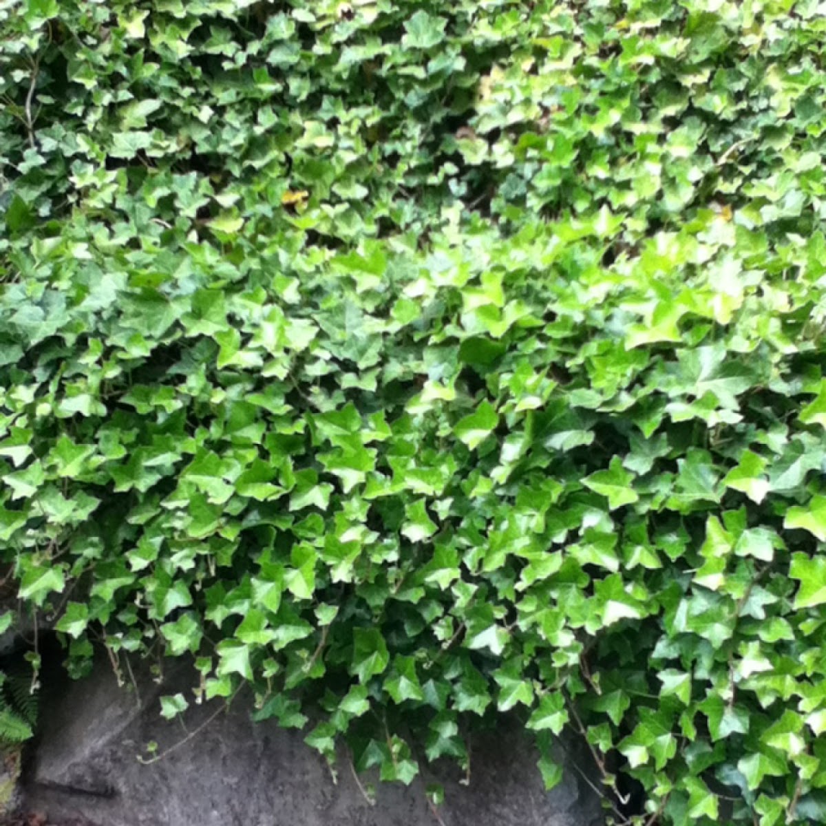 Kudzu