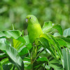 Tuim(Blue-winged Parrotlet)