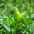Tuim(Blue-winged Parrotlet)