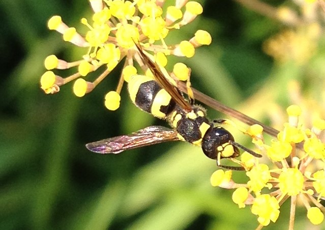 Unknown Ancistrocerus sp. Wasp