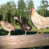 Chicken and Poults