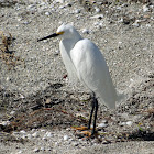 Snowy Egret