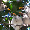 Noisy Miner chicks (two weeks old)