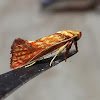Oecophoridae Moth