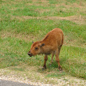 Baby American Bison