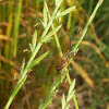Brown-winged Longhorned Beetle