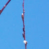 Pussy Willow (Glaucous Willow)
