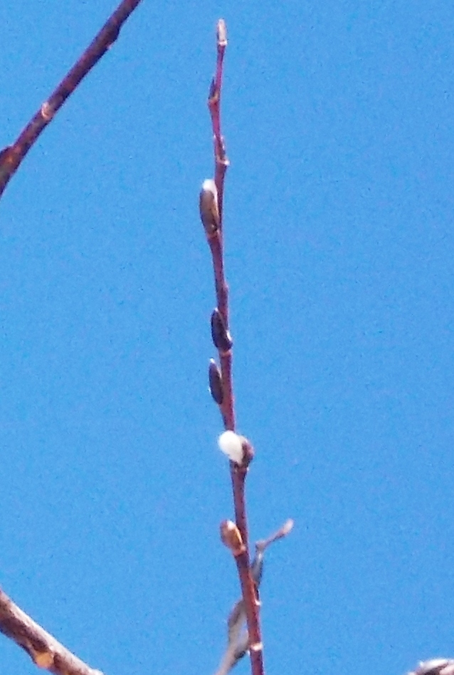 Pussy Willow (Glaucous Willow)