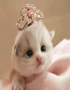 Cats Wallpaer Screenshots 10