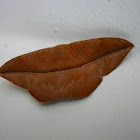 Dead Leaf Moth