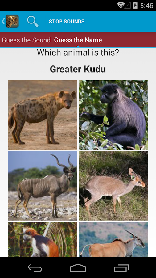 Safari Animal Sounds and List Android Apps on Google Play