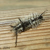 Southern Tussock Moth (caterpillar)