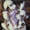 slime mould