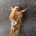 Grass Tubeworm Moth