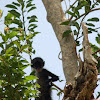 Black-handed Spider Monkey