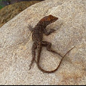 Brown Anole