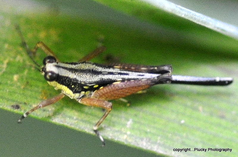 tiny grasshopper