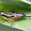 tiny grasshopper