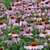 Purple coneflowers being visited by Eastern Tiger Swallowtail, Japanese beetle, and Bumblebee