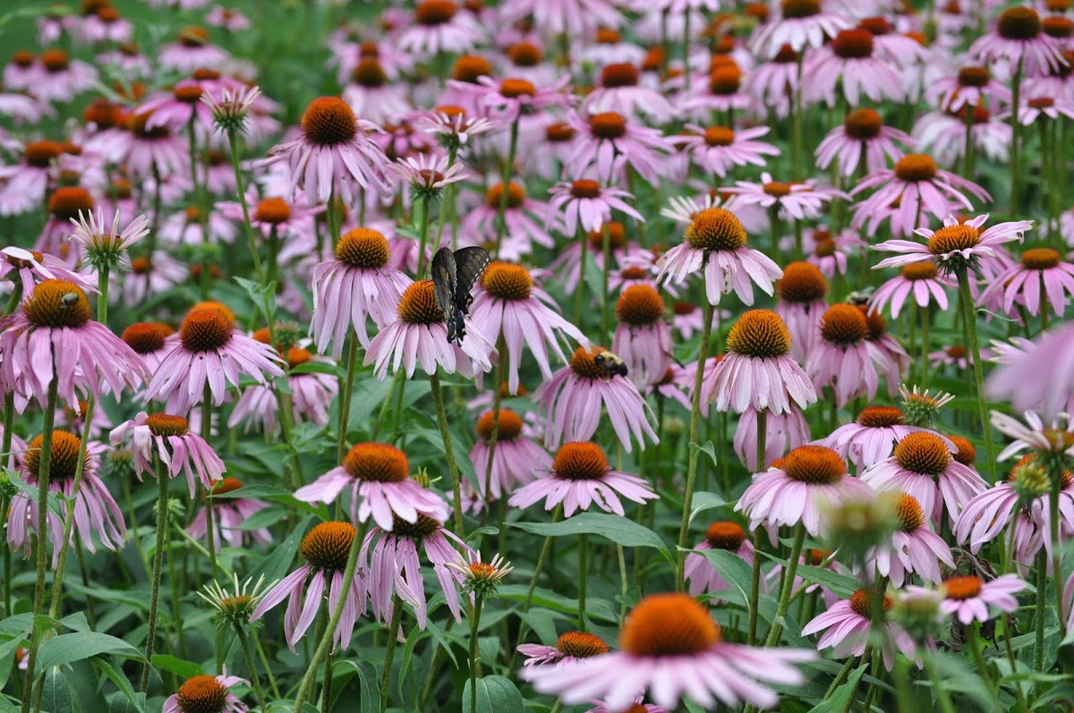 Purple coneflowers being visited by Eastern Tiger Swallowtail, Japanese beetle, and Bumblebee
