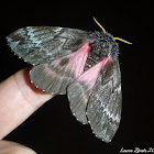 Pine Buck Moth
