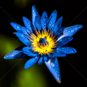 by Asher Jr Salvan - Flowers Single Flower