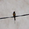 Barn Swallow