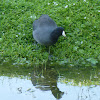 American Coot