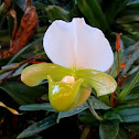 Lady Slipper Orchid