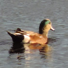 American Wigeon