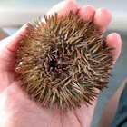 Sea Urchin