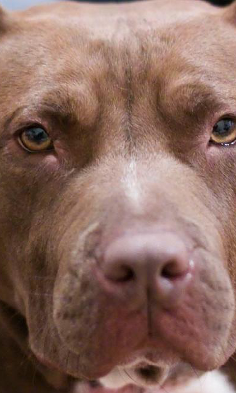 Fondos De Pantalla De Pitbull HD Imagui