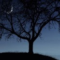 Crescent Moon Behind The Tree logo