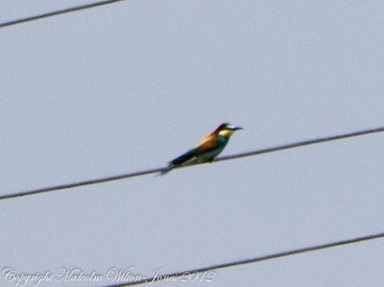 Bee Eater; Abejaruco