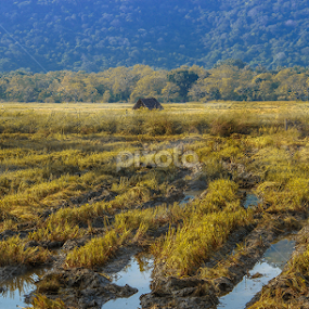Paddy field by Ganidu Balasuriya - Landscapes Prairies, Meadows & Fields