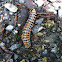 Red-Sided Flat Millipede