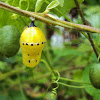 Grey Glassy Tiger (pupa)