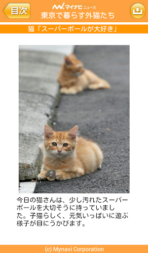 【免費攝影App】【完全版】東京でのんびり暮らす外猫たち vol.1-APP點子