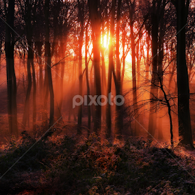 Sunrise in the Woods by Ceri Jones - Landscapes Forests