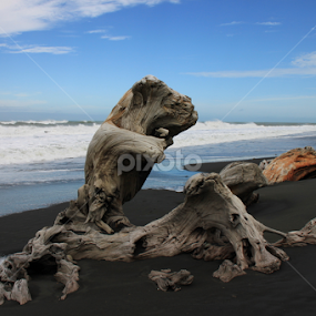 Driftwood by Kirsten Gamby - Landscapes Waterscapes