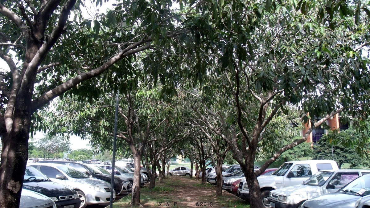 Jambolão trees