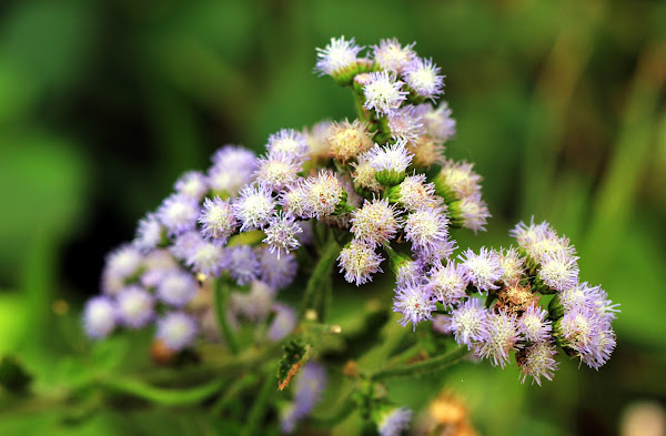 Ageratum Houstonianum 紫花藿香薊 Project Noah