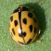 14 Spotted ladybug