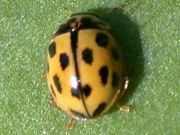 14 Spotted ladybug