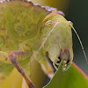 Katydid Nymph