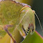 Katydid Nymph